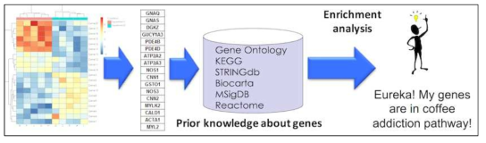 변이 유전자의 기능적 Gene Ontology(GO) 분석의 모식도