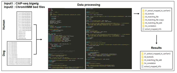 인간과 개 종간의 13개의 염색질 상태에 대한 5종류의 히스톤 마커 상관관계 계산 및 통계적 유의성 정보 출력 자동화 프로그램 파이프라인