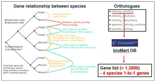 Ensembl 데이터베이스를 통한 서로 다른 4종 사이의 일대일 매칭 유전자 선별