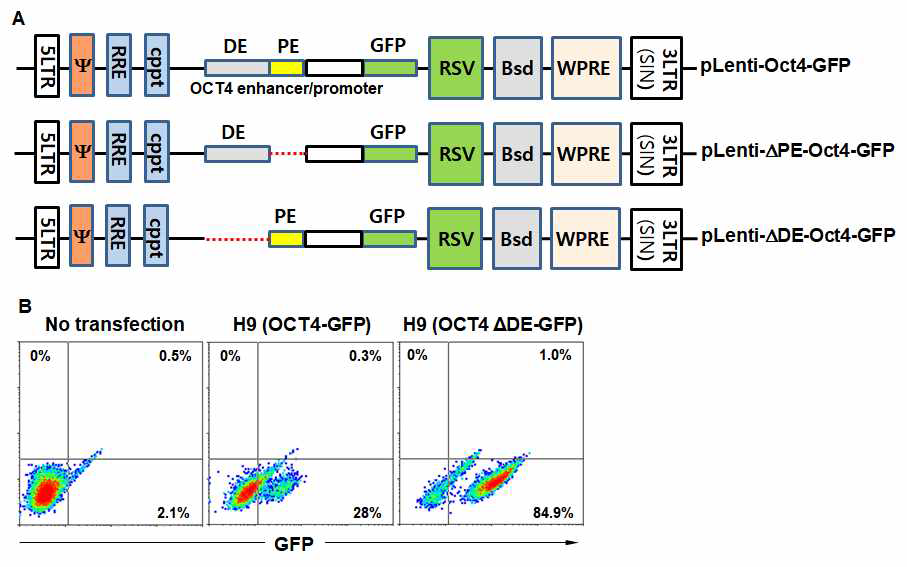 Construction of primed H9 cells with pLenti-Oct4-GFP, pLenti-ΔDE-Oct4-GFP, or pLenti-ΔPE-Oct4-GFP reporters