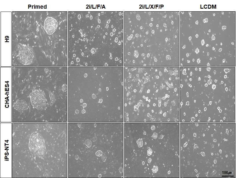 Morphological analysis of hPSC cultures in primed media and different naive media. Primed H9, CHA-hES4와 iPS-NT4 세포는 크고, 납작한 형태의 colony (large and flat colony) 모양을 보이지만, naive로 전환시킨 2i/L/F/A, 2i/L/X/F/P와 LCDM media에서 배양한 세포는 상대적으로 작고, 촘촘한 dome 형태의 colony (small and compacted dome-shape colony)를 보임