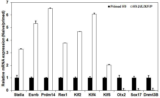 Expression of primed- and naive-specific genes in primed H9 and naive H9 (H9-2i/L/X/F/P) cells. primed H9 세포와 naive H9 (H9-2i/L/X/F/P) 세포에서 naive gene과 primed gene의 발현비교. H9-2i/L/X/F/P 세포에서 대부분의 naive gene의 발현이 primed H9 세포에 비해 상대적으로 증가했고, primed gene인 Otx2, Sox17와 Dnmt3B가 현저히 감소함을 보임.(3) Primed 인간 만능줄기세포의 surface marker 발현 비교