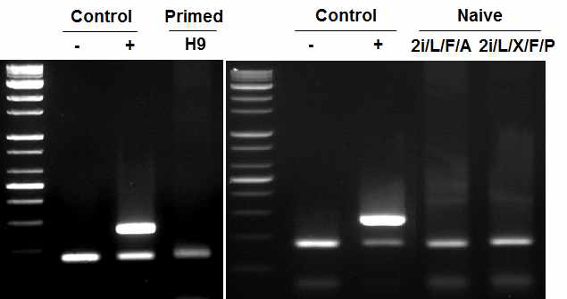 Mycoplasma contamination test of primed and naive H9 hPSCs. primed H9과 H9-2i/LF/A 및 2i/L/X/F/P 세포에서 mycoplasma가 검출되지 않음