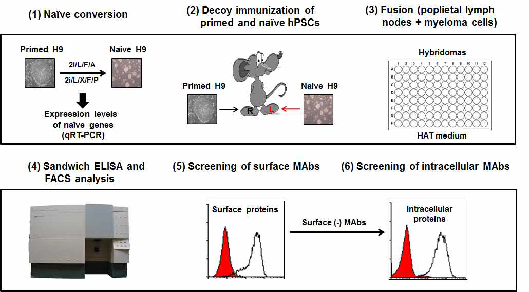 Experimental strategy for generation of naive hPSC-specific mAbs. (1) primed H9 세포를 2i/L/F/A와 2i/L/X/F/PV medium에서 naive state로 전환한 후 naive 및 primed gene의 발현 확인 (2) primed 및 naive H9 세포를 이용하여 decoy immunization 수행 (3) popliteal lymph node와 myeloma 세포의 fusion을 통해 hybridoma 제조 (4) Sandwich ELISA와 FACS을 통해 항체를 생산하는 hybridoma 선별 (5) 우선 naive H9의 세포표면을 인식하는 hybridoma clone을 선별 (6) 이후 naive H9 세포의 세포내부를 인식하는 hybridoma clone을 선별하는 방식으로 진행함