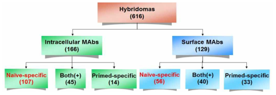 Generation of hybridoma clones by decoy immunization. 항체를 생산하는 616개의 hybridoma clone 중 129개 세포표면을 인식하는 clone과 166개 세포내부를 인식하는 clone을 얻었고, 본 연구의 목적에 맞는 naive hPSC-specific mAbs는 163개 clone을 얻음