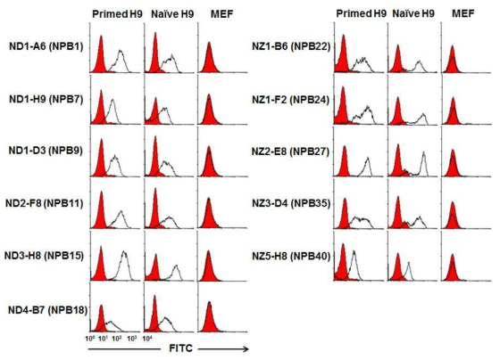 Representative naive/primed hPSC-both positive surface mAbs. naive 및 primed H9 세포에는 결합하지만 MEF 세포에는 결합하지 않거나 약하게 결합하는 단일클론항체군