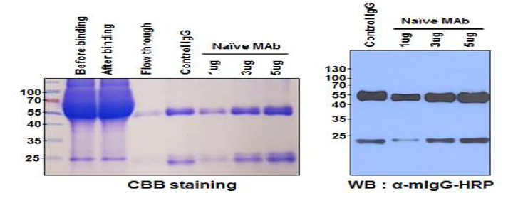 Antibody purification. protein G-Sepharose column을 이용하여 정제한 후 CBB staining solution과 anti-mouse IgG-HRP 2차 항체를 이용하여 heavy chain (중쇄)와 light chain (경쇄)을 확인함