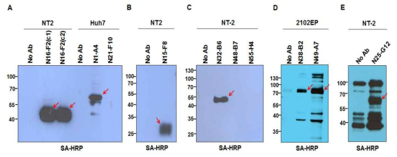 Immunoprecipitation using naive hPSC-specific surface mAbs. 각 항체에 의해 특이적으로 면역침강된 약 43KDa (A), 60KDa (A), 28KDa (B), 50KDa (C), 75KDa (D), 63KDa (E) 단백질 (적색 화살표). SA-HRP ; streptavidin-HRP