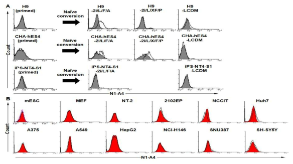 Binding capacity of N1-A4 in various cells. (A) Primed H9, CHA-hES4, iPS-NT4-S1과 naive H9-2i/L/F/A, H9-2i/L/X/F/P, H9-LCDM과 CHA-hES4-2i/L/F/A, CHA-hES4-2i/L/X/F/P, CHA-hES4-LCDM과 iPS-NT4-S1-2i/L/F/A, iPS-NT4-S1-LCDMH9 세포 결합분석. (B) mESC(R1), MEF, 다양한 cancer cells에서 N1-A4 항체의 결합력. 실선은 항체의 결합력을 나타내고, 회색 또는 빨간 바탕은 2차 항체만 포함한 것임