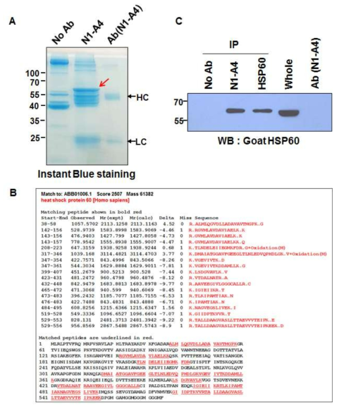 Identification of N1-A4 antigen. N1-A4 항체에 의해 특이적으로 면역침강된 60KDa 단백질을 Instant Blue staining solution으로 염색 (A) 한 후 LC-MS/MS 분석을 통해 mitochondrial chaperonin으로 알려진 heat shock protein 60 (HSP60)으로 동정되었고, match되는 peptide와 이 peptide의 아미노산 서열 표시 (밑줄 및 적색) (B), Goat HSP60(K-19) 항체를 이용하여 N1-A4와 HSP60(K-19) 항체가 면역침강한 단백질을 HSP60(K-19)에 의해 검출됨 (C)