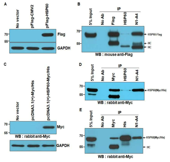 Analysis of N1-A4 antigen. N1-A4 항원이 HSP60인지를 재확인하기 위해서, pFlag-HSP60 vector와 pcDNA3.1(+)-HSP60-Myc/His vector를 제조해서 Flag- 또는 Myc-tagging HSP60의 정상적인 발현을 확인한 후(A,C), 두 vector를 transfection한 293FT 세포를 anti-Flag, anti-Myc, anti-His, anti-HSP60 및 N1-A4 항체를 이용하여 면역침강을 한 결과 N1-A4 항체가 면역침강 시킨 항원이 anti-Flag과 anti-Myc 항체에 의해 검출됨을 보여줌 (B,D,E). HC ; 항체의 heavy chain (중쇄)