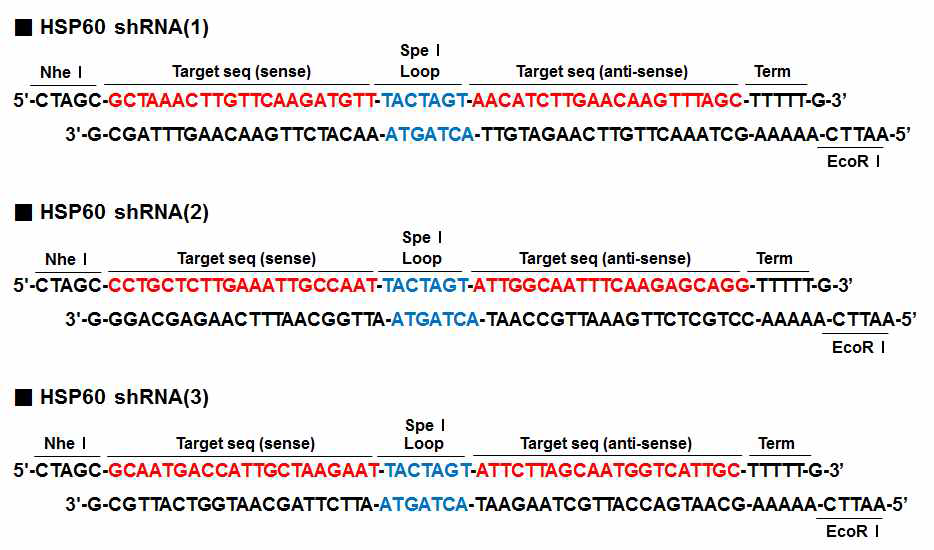 Structure and sequence of HSP60 shRNA. Nhe1과 EcoR1 overhang 및 Spe1 loop sequence를 포함한 sense 및 anti-sense HSP60 shRNA oligo