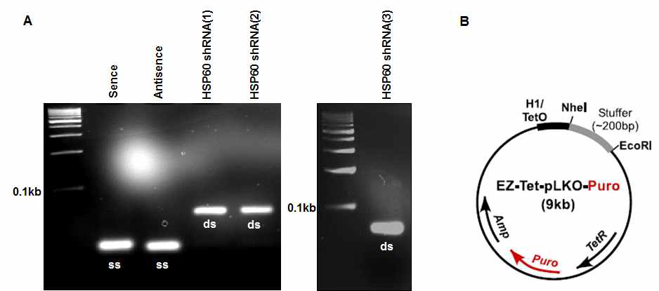 Annealing of HSP60 shRNA oligos. sense 및 antisense HSP60 shRNA oligo를 10x NEB buffer를 이용해서 annealing (A)을 하고, ATP와 T4-PNK를 통해 인산화를 한 후, Nhe1과 EcoR1으로 digestion한 EZ-Tet-pLKO-puro vector (B)에 ligation 수행함