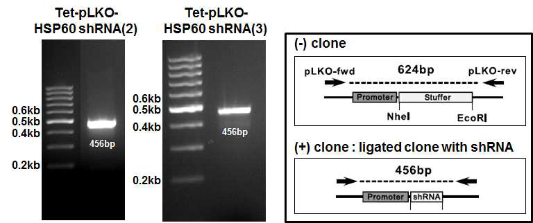 Colony PCR of ligated clones. 성공적으로 ligation된 colony를 picking하여 ampicillin (100ug/ml)이 들어있는 LB medium에서 2시간 동안 배양한 후 pLKO(F) 5′ -ATTAGTGAACGGATCTCGACGG와 pLKO(R) 5′-AACCCAGGGCTGCCTTGG primer를 이용하여 PCR 수행한 결과 positive clone (456bp)을 보여줌