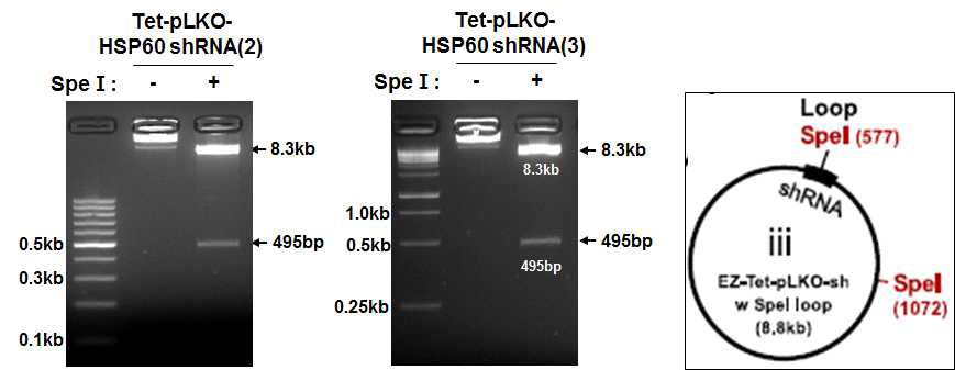 Vector validation of Tet-pLKO-HSP60 shRNA vectors. DNA purification 한 후 Spe1 효소 처리를 통해 성공적인 cloning 상태를 확인함