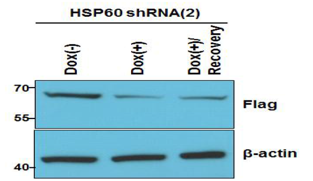 Knockdown efficiency of Dox-inducible Tet-pLKO-HSP60 shRNA vector. Tet-pLKO-HSP60 shRNA를 stable하게 발현하는 293FT 세포에 pFlag-HSP60 vector를 transfection 한 후 Doxycyclin (2μg/ml)을 처리하여 HSP60 shRNA의 knockdown efficiency를 보여줌. Dox(+)/Recovery ; Doxycyclin 제거후 24시간