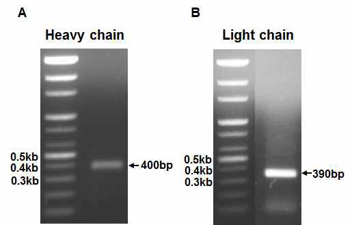 PCR analysis of variable region genes in heavy (A) and light (B) chains of N1-A4