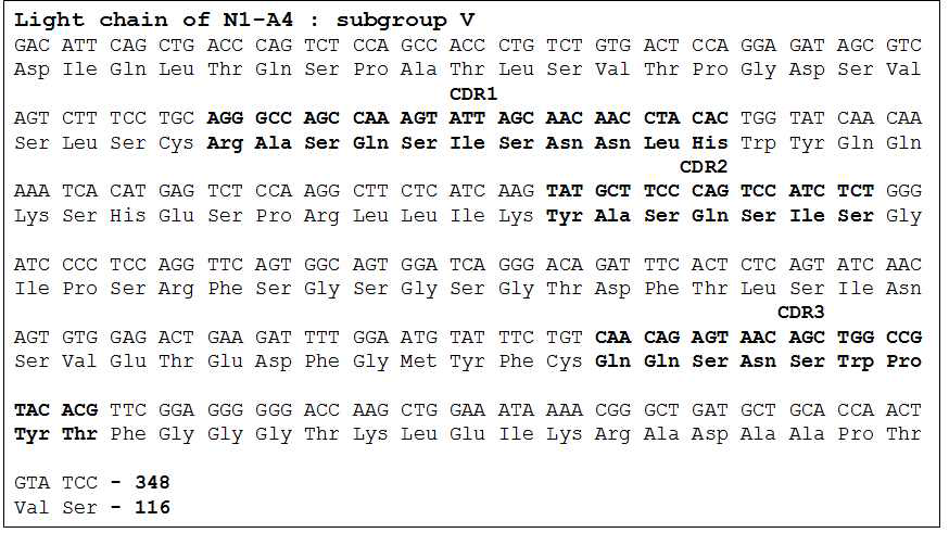 Amino acid sequence of N1-A4 light chain. N1-A4 의 경쇄는 서브그룹 V 에 속하고, CDR 잔기는 CDR1 은 24-34, CDR2 는 50-56, CDR3 는 89-97 에 해당함