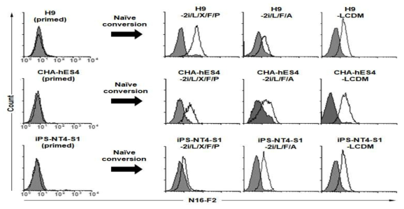 Flow cytometry analysis of various naive hPSCs with N16-F2. Primed H9, CHA-hES4, iPS-NT4-S1과 3가지 primed 세포를 2i/L/F/A, 2i/L/X/F/P, LCDM 배지에서 배양한 9가지 naive 인간 만능줄기세포에 대한 N16-F2의 결합력. 실선은 N16-F2, 회색바탕은 2차 항체만 반응시킨 것임