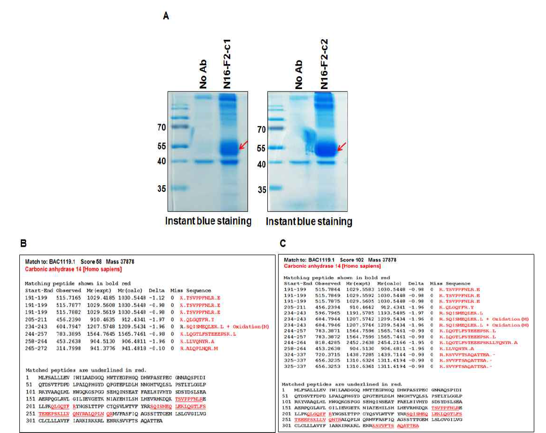 Identification of N16-F2 antigen. 같은 N16-F2에서 유래한 c1 and c2 단일클론항체 항원을 LC-MS/MS로 동정함. (A) 단일클론항체 N16-F2의 c1과 c2에 의해 면역 침강된 단백질 (A, 적색화살표). (B-C) 동정된 CA14와 match되는 peptide와 이 peptide의 아미노산 서열 표시 (밑줄 및 적색)