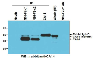 N16-F2 (c1 and c2) antigen analysis using commercial CA14 antibody. N16-F2 의 c1 과 c2, rabbit polyclonal anti-CA14 (GTX81537, Gene Tex) 항체에 의해 면역침강된 단백질을 rabbit polyclonal anti-CA14 항체로 웨스턴 블랏 확인한 결과 rabbit anti-CA14 항체는 CA14 의 isoform (glycosylated)이 잘 잡고, N16-F2 항체는 isoform 보다 45kDa 의 원래 형태를 더 잘 잡는 것을 볼 수 있음