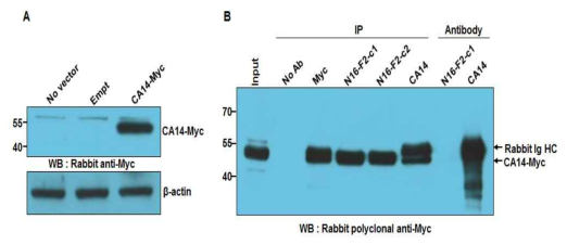 Analysis of N16-F2 antigen. N16-F2 항원이 CA14인지를 재확인하기 위해서, pcDNA3.1(+)-CA14-Myc/His vector를 제조해서 Myc-tagging CA14의 정상적인 발현을 확인한 후(A), pcDNA3.1(+)-CA14-Myc/His vector를 transfection한 293FT 세포를 anti-Myc, rabbit anti-CA14 및 N16-F2-c1, N16-F2-c2 항체를 이용하여 면역침강을 한 결과 N16-F2 항체가 면역침강 시킨 항원이 anti-Myc 항체에 의해 검출됨을 보여줌(B). HC ; 항체의 heavy chain (중쇄)