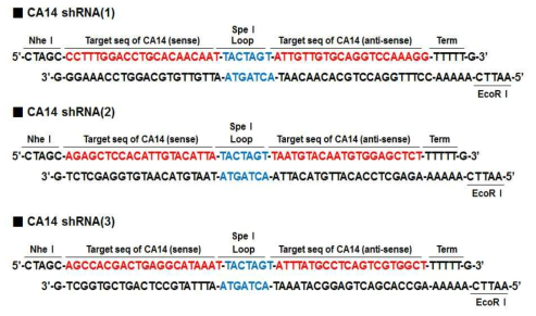 Structure and sequence of CA14 shRNA. Nhe1과 EcoR1 overhang 및 Spe1 loop sequence를 포함한 sense 및 anti-sense CA14 shRNA oligo