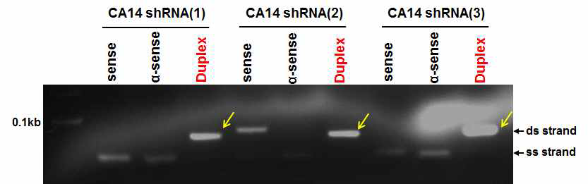 Annealing of CA14 shRNA oligos. sense 및 antisense CA14 shRNA oligo를 10x NEB buffer를 이용해서 annealing을 수행함. ss; single strand, ds; double strand