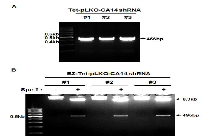 Colony PCR and vector validation of Tet-pLKO-CA14 shRNA. (A) 성공적으로 ligation된 colony를 picking하여 ampicillin (100 μg/ml)이 들어있는 LB medium에서 2시간 동안 배양한 후 pLKO(F) 5′-ATTAGTGAACGGATCTCGACGG와 pLKO(R) 5′ -AACCCAGGGCTGCCTTGG primer를 이용하여 PCR 수행한 결과 positive clone (456bp)이 확임됨. (B) DNA purification 한 후 Spe1 효소 처리를 통해 성공적인 cloning 상태를 확인함