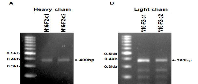 PCR analysis of variable region genes in heavy (A) and light (B) chains of N16-F2