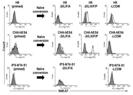 Flow cytometry analysis of various naive hPSCs with N49-A7. Primed H9, CHA-hES4, iPS-NT4-S1과 3가지 primed 세포를 2i/L/F/A, 2i/L/X/F/P 및 LCDM 배지에서 배양한 9가지 naive 인간 만능줄기세포에 대한 N49-A7의 결합력. 실선은 N16-F2의 결합력, 빨간바탕은 2차 항체만 반응시킨 것임