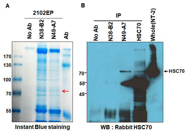 Identification of N49-A7 antigen. (A) 2102EP세포에서 N38-B2와 N49-A7 단일클론항체로 항원을 면역침강하고 Instant Blue staining을 하고 잘라서 LC-MS/MS로 동정하였다. (B) 단일클론항체 N38-B2, N49-A7와 상업용 항체 HSC70항체로 면역침강(IP)한 후 면역 침강된 단백질을 HSC70 항체로 검출함 (검은 화살표)