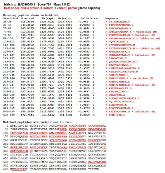 Identification of N49-A7 antigen. N49-A7에 의해 면역침강된 항원에서 동정된 HSC70와 match되는 peptide와 이 peptide의 아미노산 서열 표시 (밑줄 및 적색)