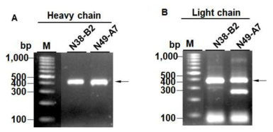 PCR reaction of variable region genes in heavy (A) and light (B) chain of N49-A7