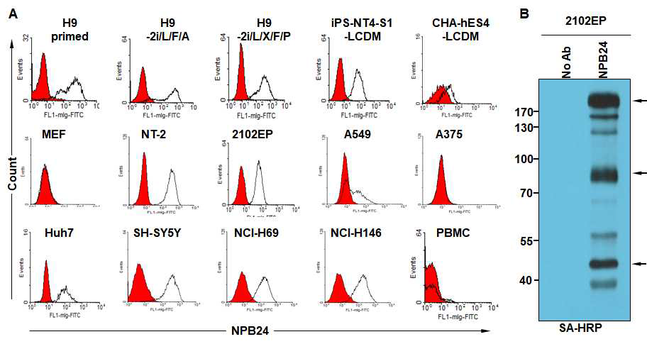 Flow cytometry analysis of primed/naive hPSCs, various cancer cells and primary cells with NPB24. (A) primed 와 naive hPSCs, MEF, 인간 배아암 세포 (NT-2, 2102EP), 다양한 암세포 및 정상 혈액세포 (PBMC)에 대한 단일클론 항체 NPB24의 결합력. 실선은 N49-A7의 결합력, 빨간 바탕은 2차 항체만 반응시킨 것이다 (B) NPB24 항원의 면역침강. 2102EP세포 표면을 biotinylation 한 후 NPB24항체로 면역침강하고 SA-HRP로 검출함