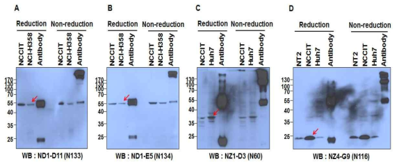 Detection of intracellular antigens using naive hPSC-specific intracellular mAbs. N133, N134, N60, N116 항체가 인식하는 52KDa (A), 55KDa (B), 37KDa (C), 24KDa (D)의 세포내부 단백질을 인식함을 western blotting을 통해 확인하였다