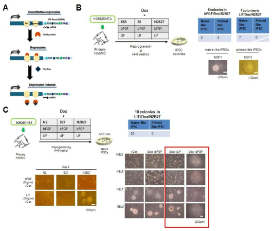 인간평활근세포로부터 inducible OSKM 발현 렌티바이러스와 배양 조건의 변화에 의한 naive iPSC 수립