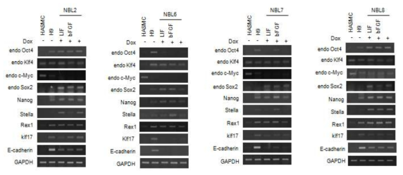 naive iPSC 배양 시 cytokine 의존도 조사