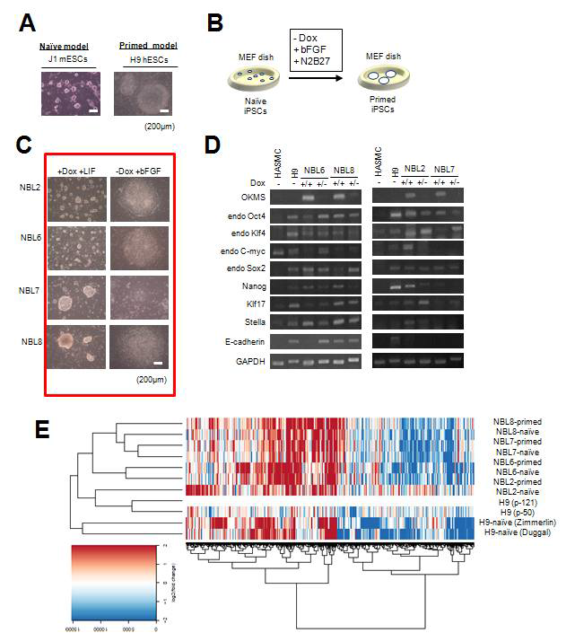 동일 인간평활근세포 유래 naive & primed iPSCs 제작 및 특성 분석