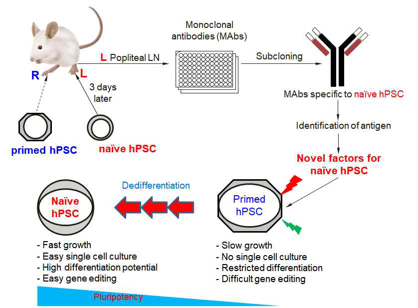 naive hPSC연구를 위한 전반적인 모식도