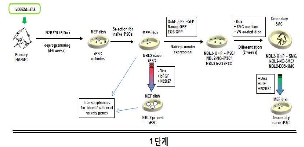 naive hiPSC 연구개발 전체모식도. NBL2, N2B27/LIF (leukemia inhibitory factor) medium에서 수립된 naive iPSC colony #2; △PE, proximal enhancer deletion; EOS, Oct4  NG, Nanog-GFP; O△P, Oct4-△PE; Dox, doxycycline; VN, vitronectin; SMC, smooth muscle cells