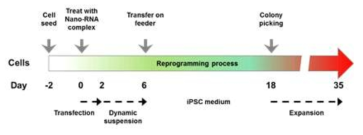 GO-PEI/mRNA 복합체를 이용한 유도만능줄기세포 생산 방법