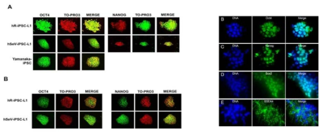 생산된 유도만능줄기세포의 줄기세포성 마커의 면역형광 염색