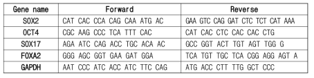 본 연구에서 분석된 유전자 qPCR 프라이머 서열