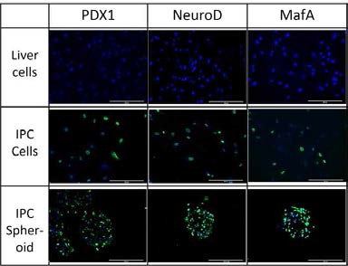 IPC, IPC spheroid에서 도입 전사인자 (PDX1, NeuroD, MafA)의 발현 확인