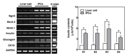 전사인자를 도입하여 인슐린 생성세포 유도후 유전자 발현 및 인슐린 생성 확인