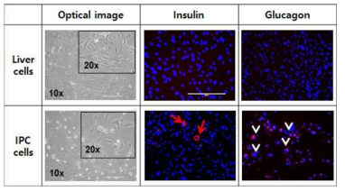 분화 유도된 인슐린 생성세포에서 인슐린 단백질 및 글루카곤 단백질 발현 확인