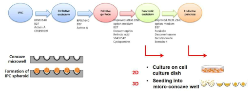 유도만능 줄기세포의 인슐린 생성세포 분화 프로토콜 및 3차원 분화 모식도