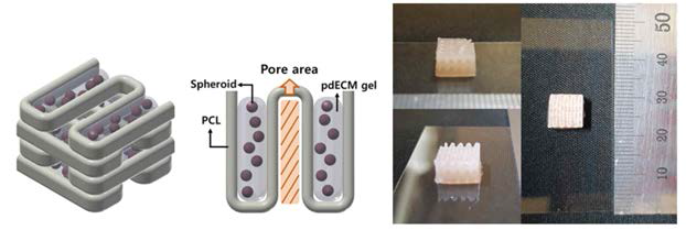 PCL, pdECM 과 spheroid로 구성되어 있는 hybrid 구조