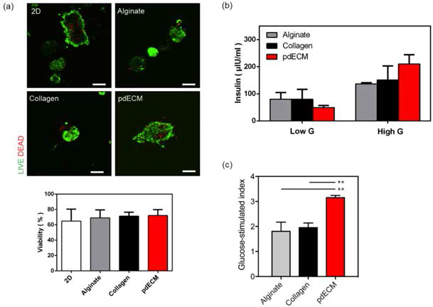 Rat으로부터 분리한 췌도 세포를 이용하여 alginate, pdECM 환경에서 5일간 배양한 후 (a) Live/dead cell staining의 정성적, 정량적 분석 및 (b, c) 포도당 농도 변화에 따른 인슐린 분비에 대한 결과